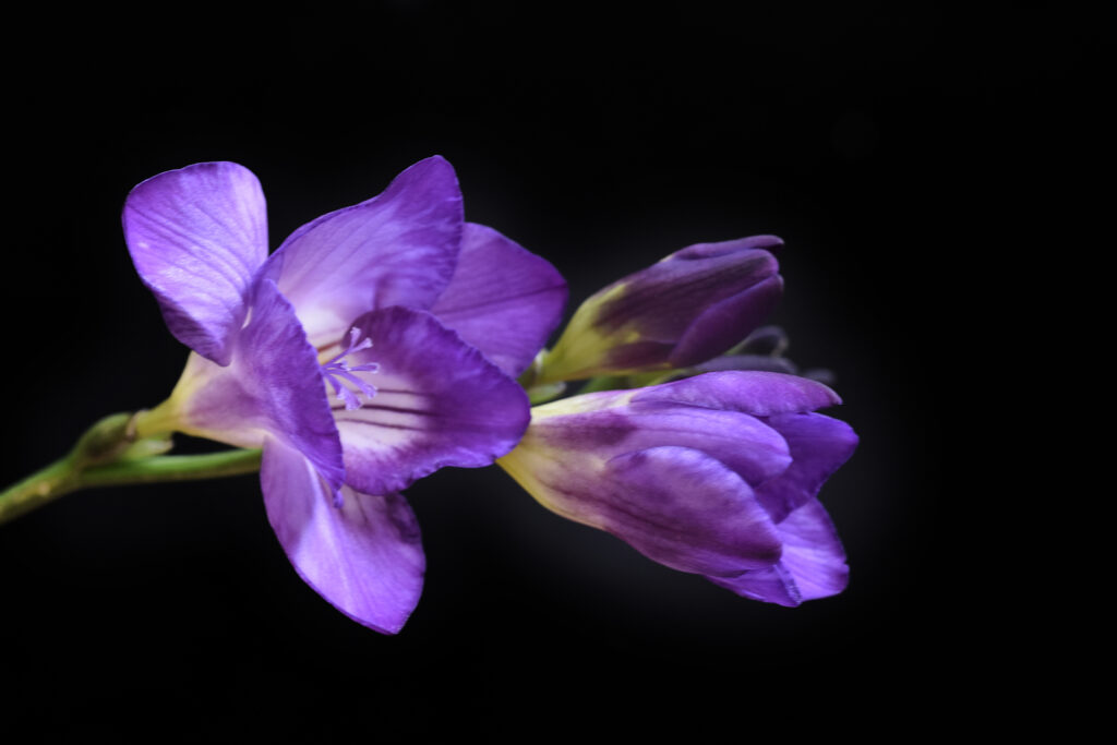  Purple freesia flowers