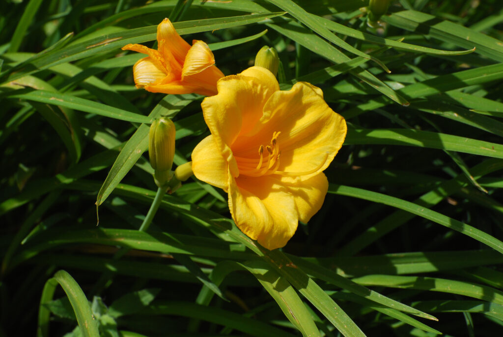 Yellow freesia flowers blossoming among leaves