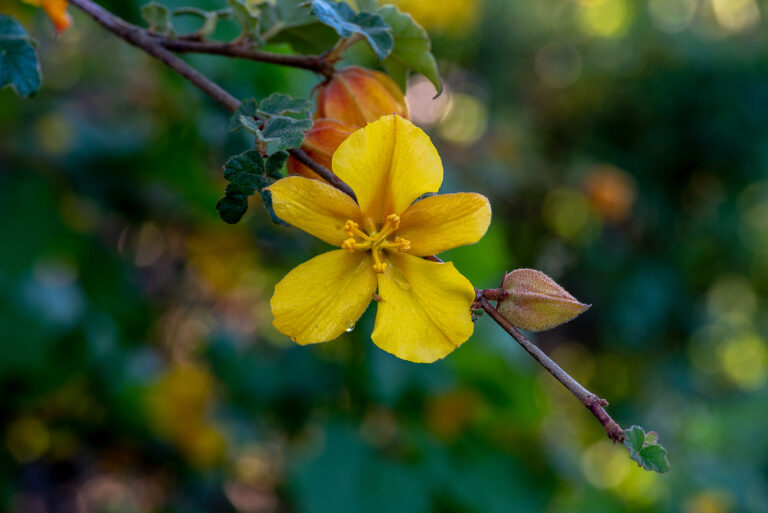 How to Grow Fremontodendron – Flannel Bush