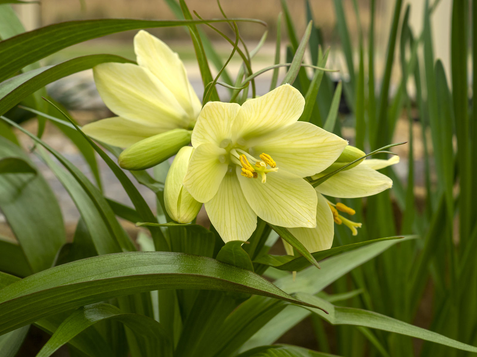 Fritillaria