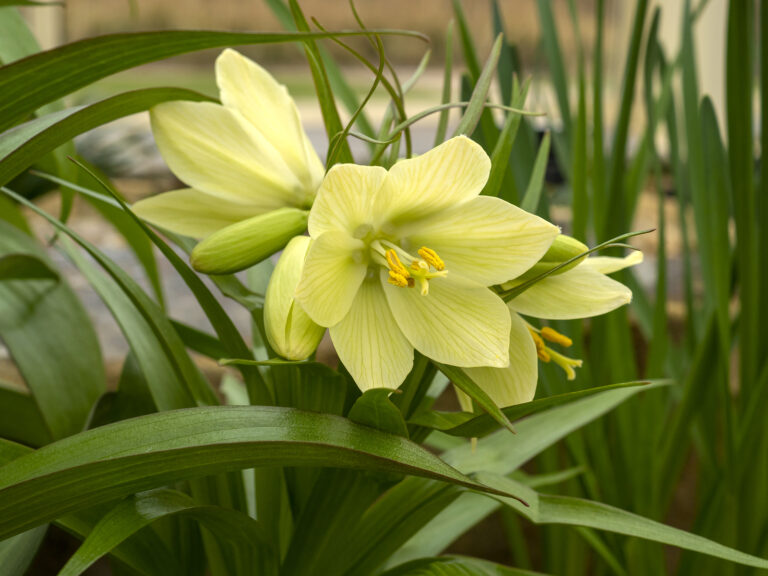 How to Grow Fritillaria — Fritillary