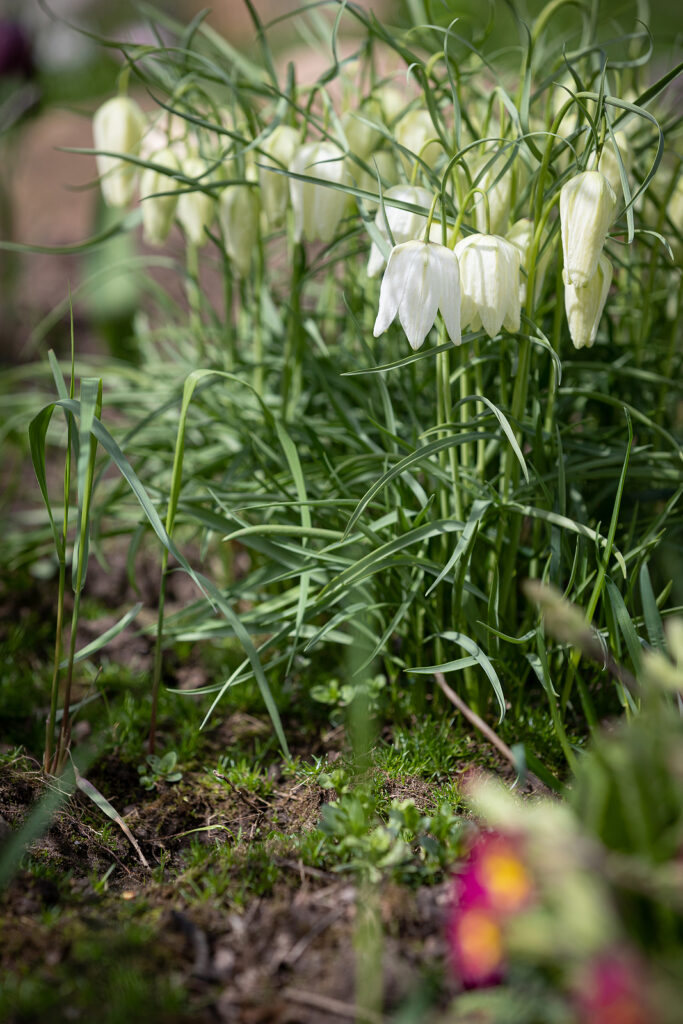 How To Grow Fritillaria - Fritillary