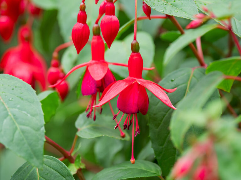 How to Grow and Care for Fuchsia