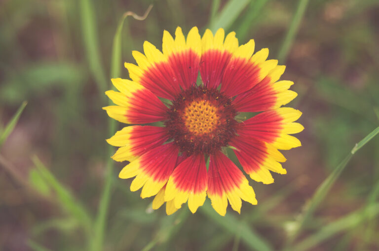How to Grow Blanket Flower — Gaillardia