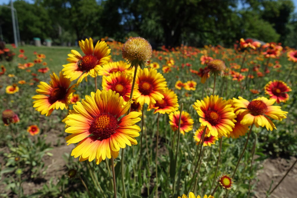 Blanket flower,  Gaillardia aristata