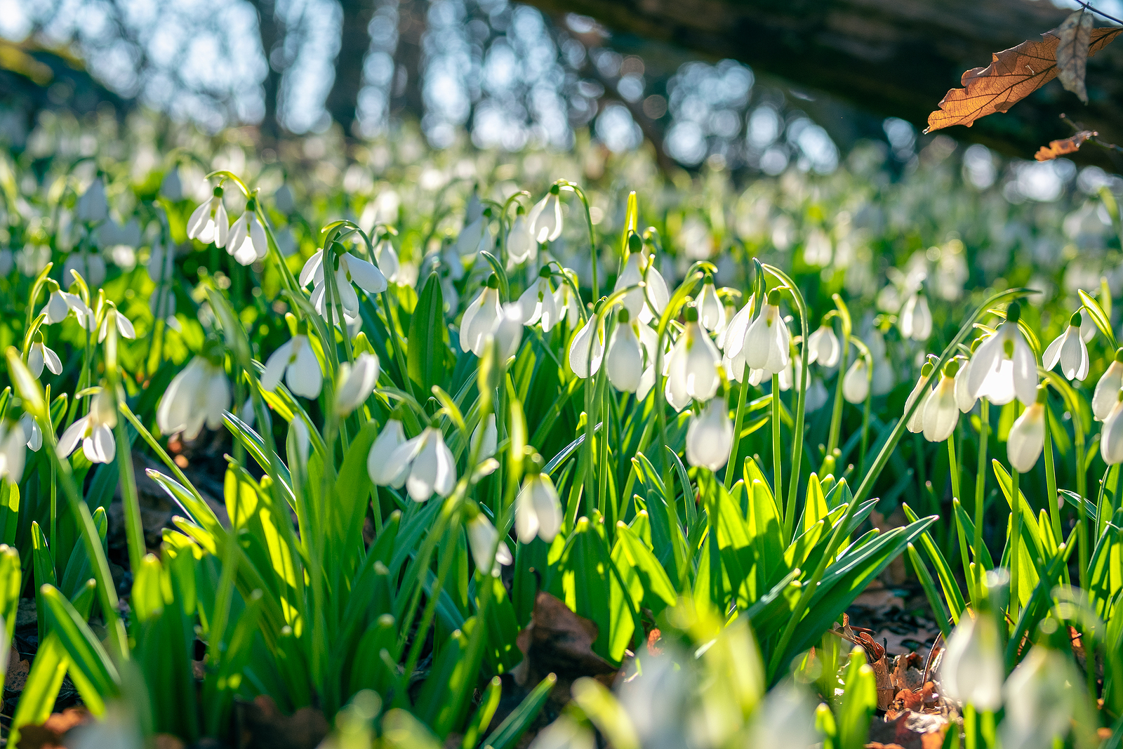 Snowdrops galanthus