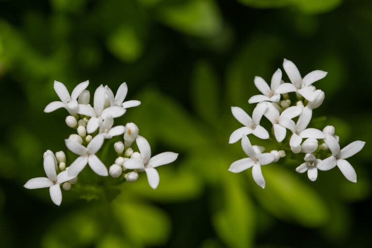 How to Grow Sweet Woodruff — Galium