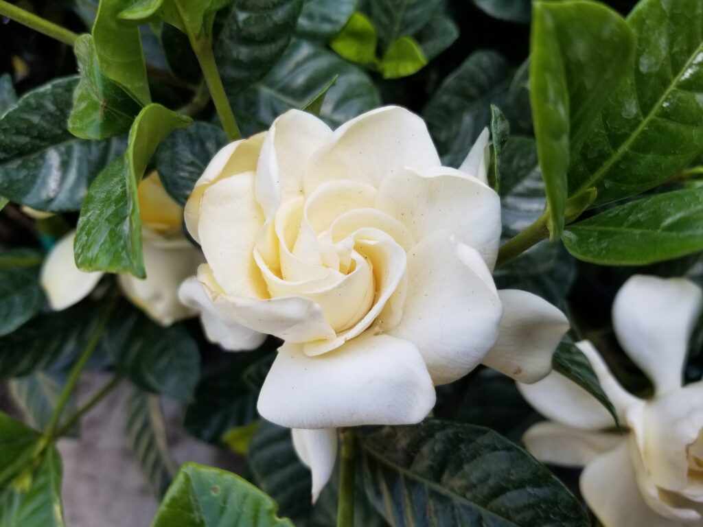 How to Grow and Care for Gardenias