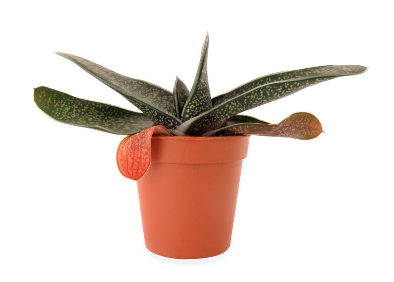 How to Grow Gasteria