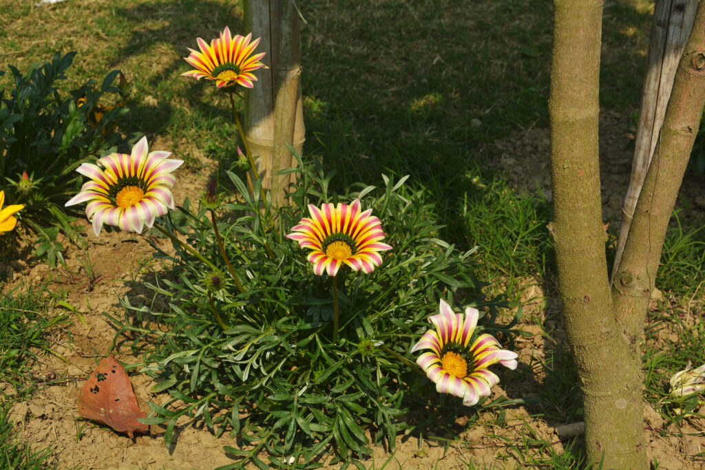 Gazania regens, Treasure Flower