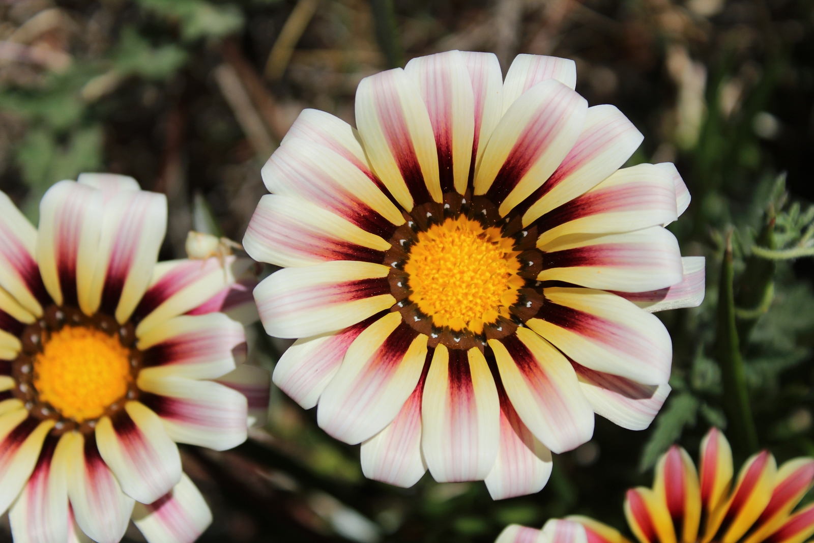 Gazania