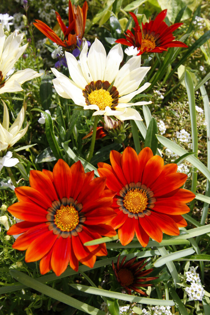  Gazania hybrid 'Daybreak'