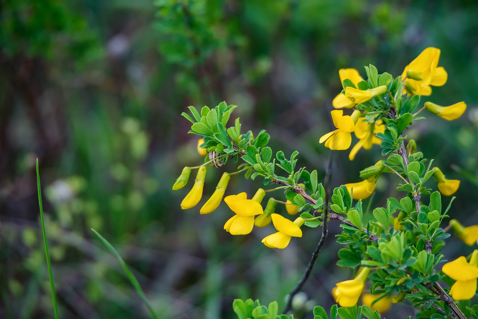 How to Grow Genista - Broom