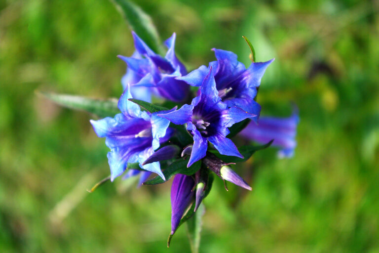 How to Grow Gentian — Gentiana