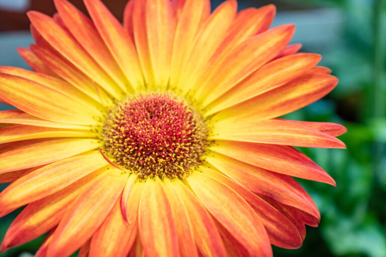 How to Grow Transvaal Daisy — Gerbera