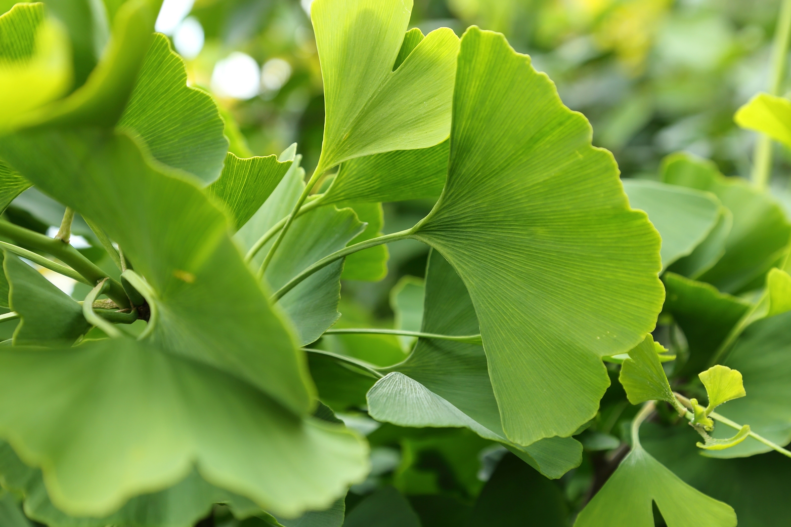 How to Grow Ginkgo Tree