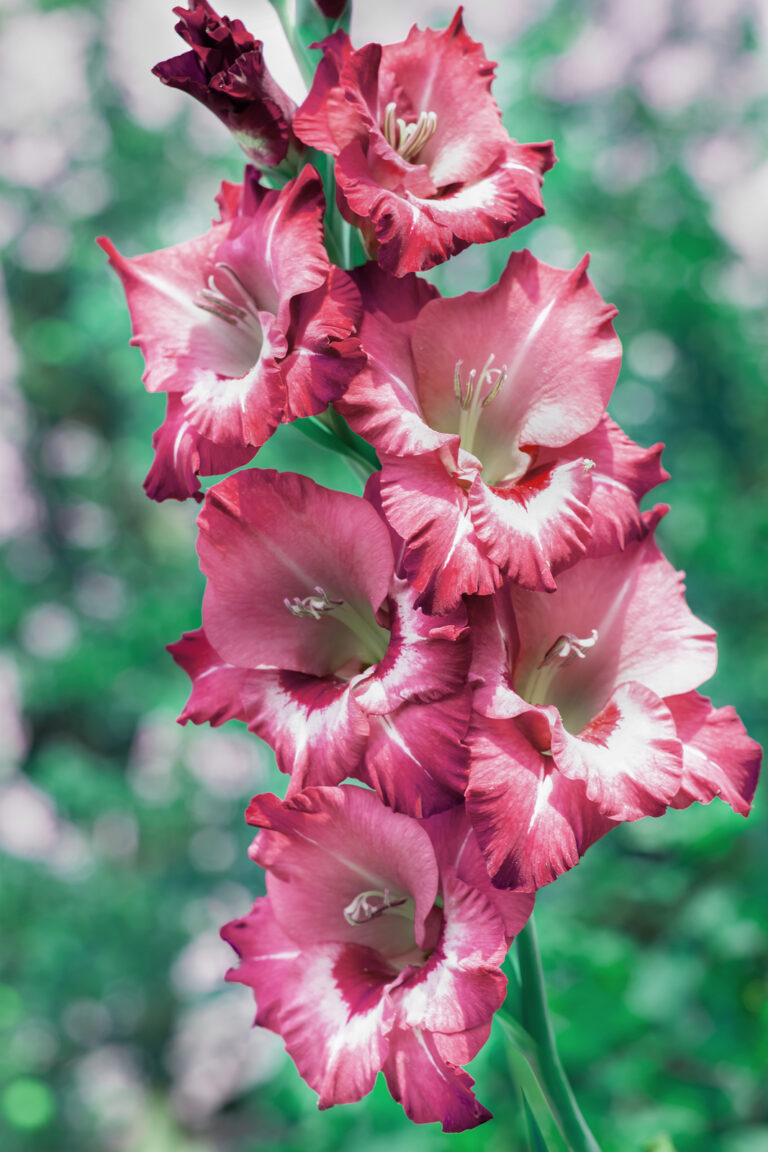 How to Grow Gladiolus