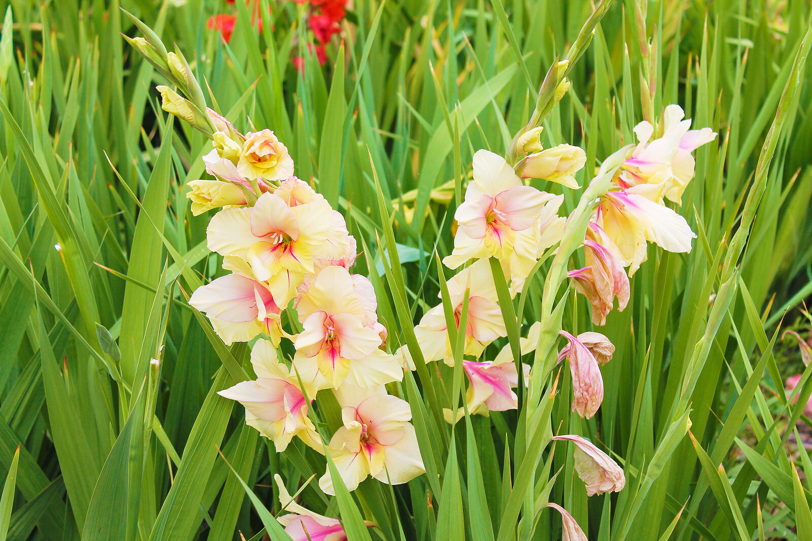 Gladiolus