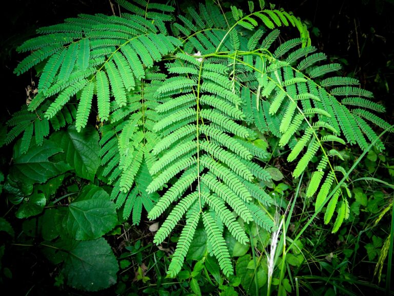 How to Grow Honey Locust – Gleditsia