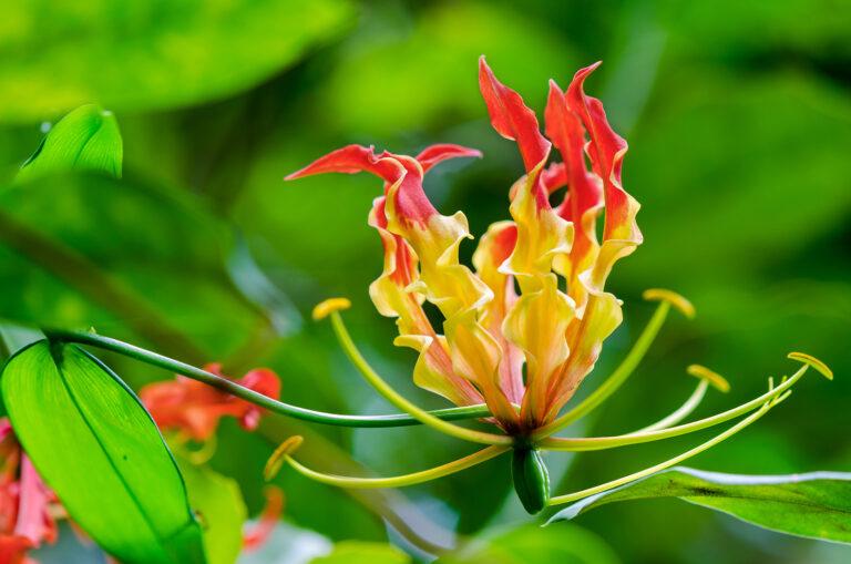 How to Grow Flame Lily — Gloriosa