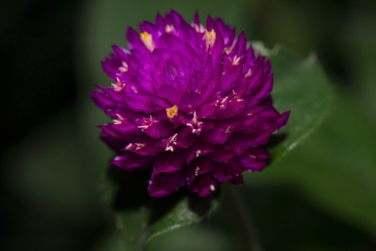 How to Grow Globe Amaranth — Gomphrena