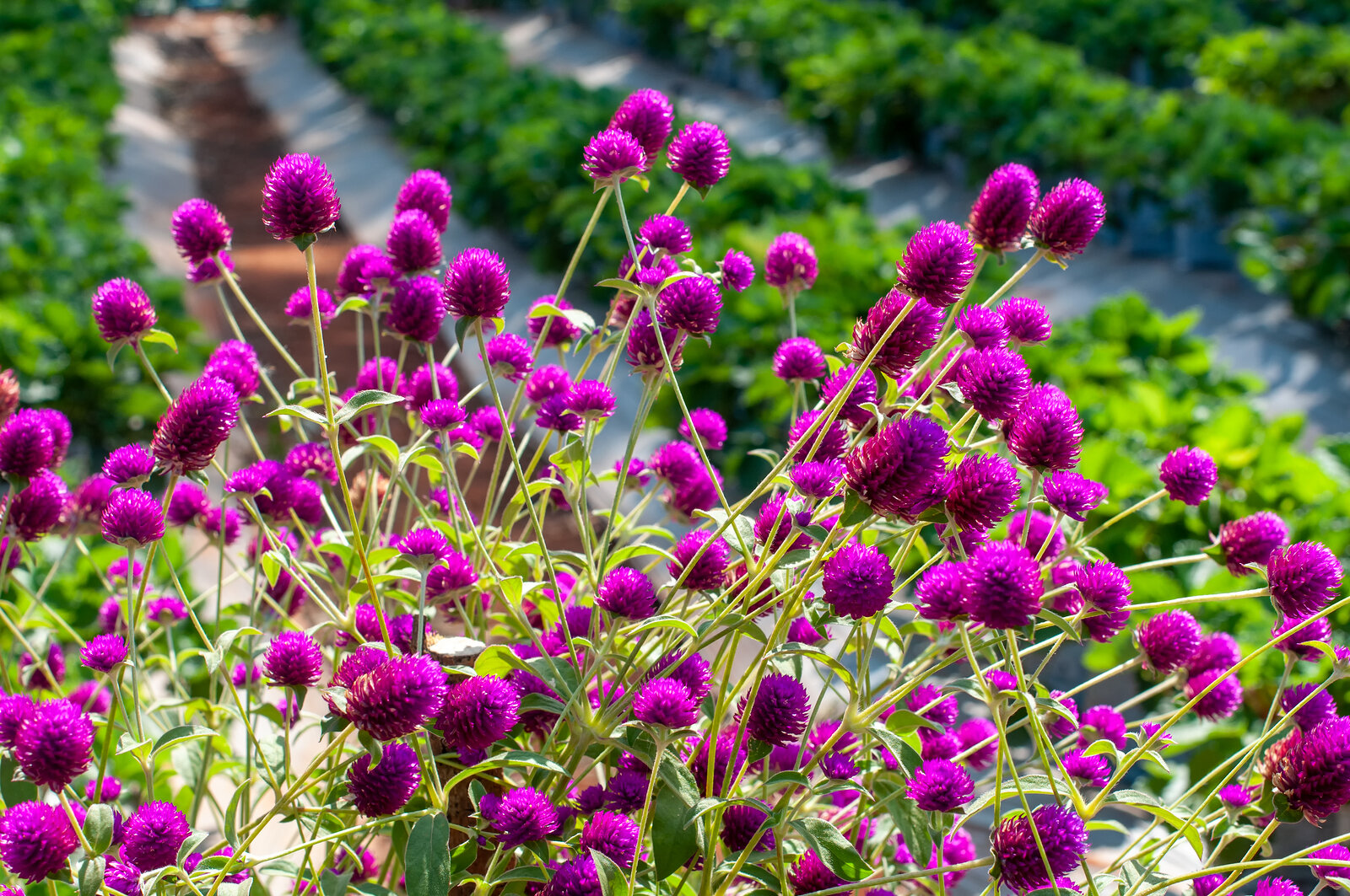 Gomphrena globosa 