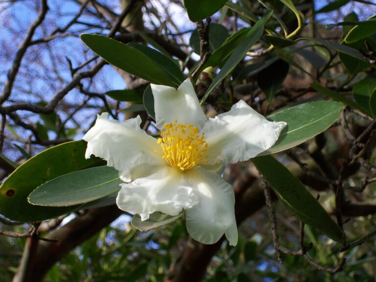 How to Grow Franklinia