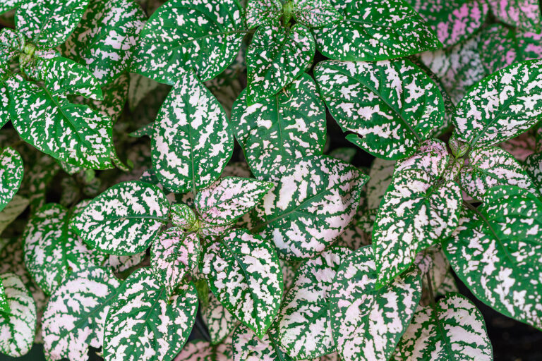 How to Grow Graptophyllum — Caricature Plant