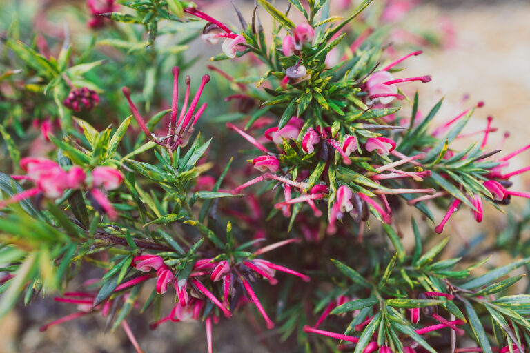 How to Grow Grevillea