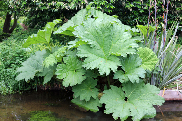 How to Grow Gunnera
