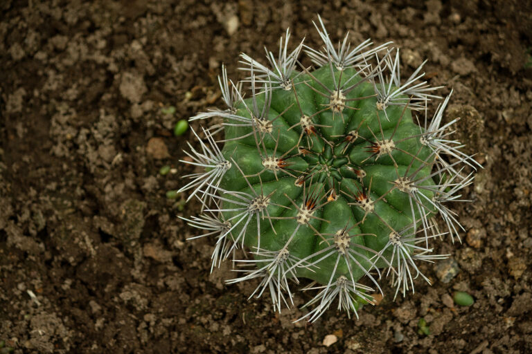 How to Grow Gymnocalycium – Chin Cactus