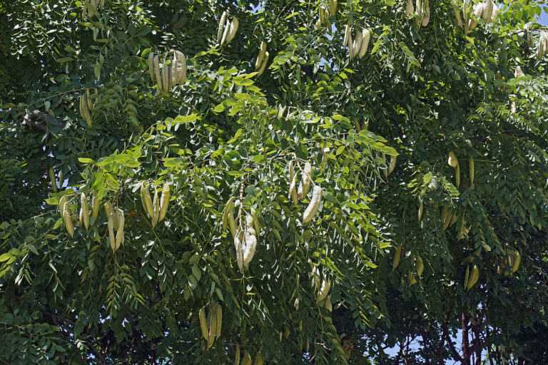 How to Grow Kentucky Coffee Tree – Gymnocladus