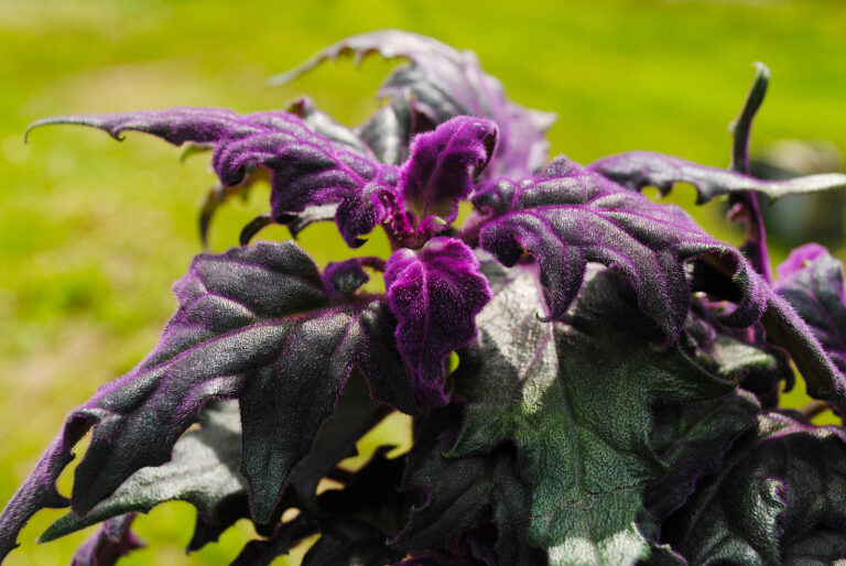 How to Grow Purple Passion Plant — Gynura