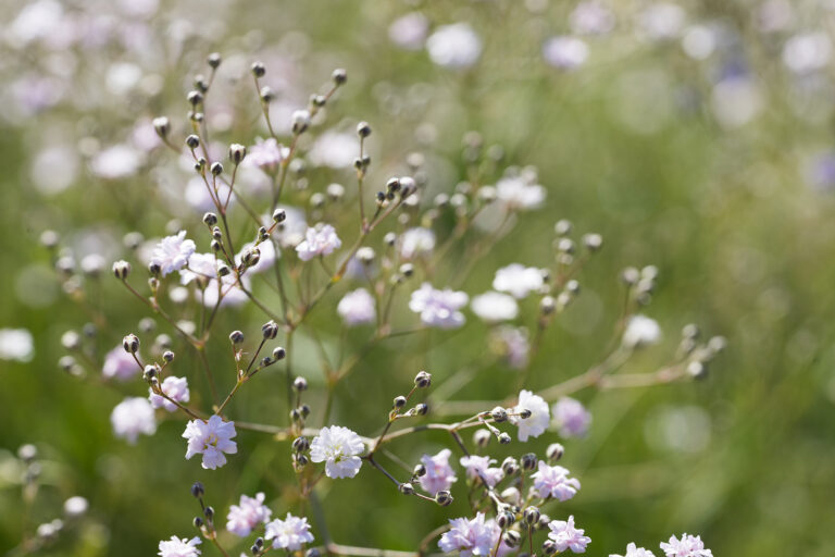 How to Grow Baby’s Breath — Gypsophila