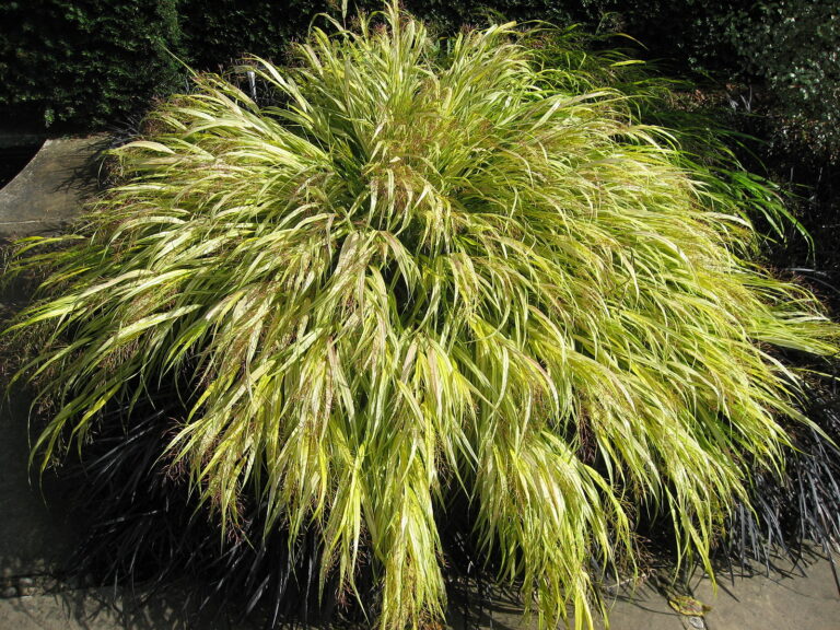 How to Grow Japanese Forest Grass – Hakonechloa  