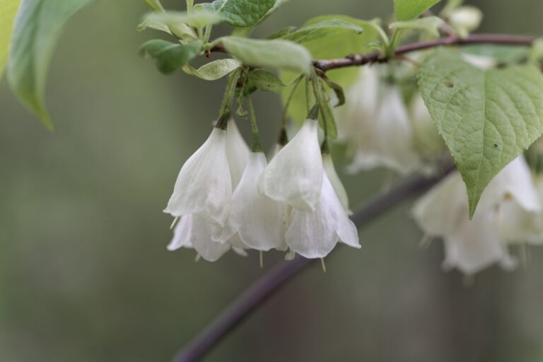 How to Grow Carolina Silverbell – Halesia