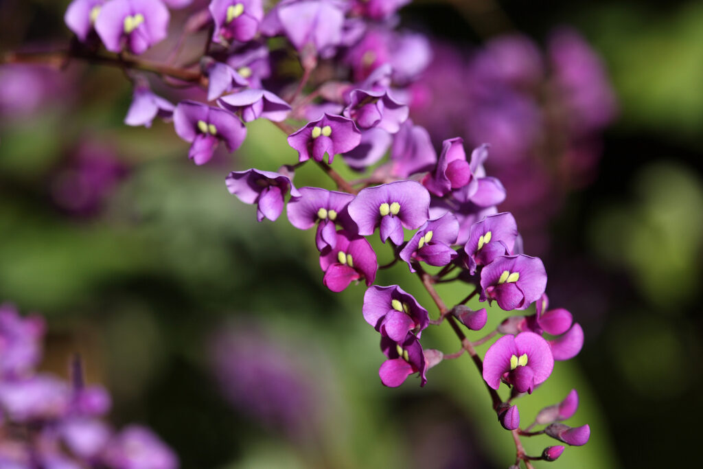 Purple Coral Pea, Hardenbergia violacea, blooming in spring