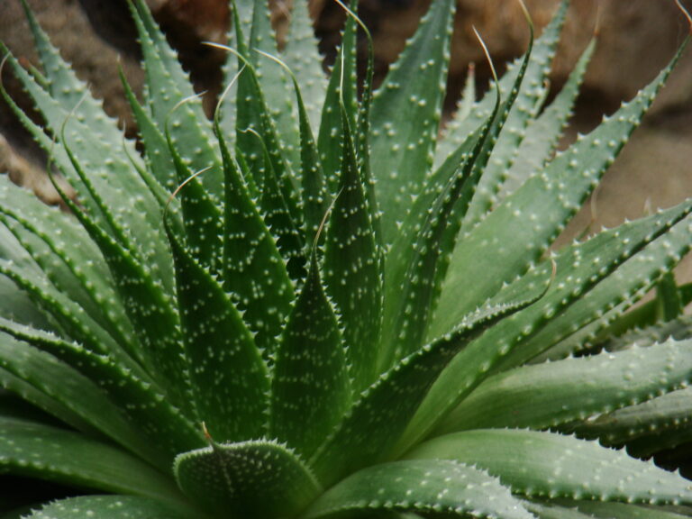 How to Grow Haworthia