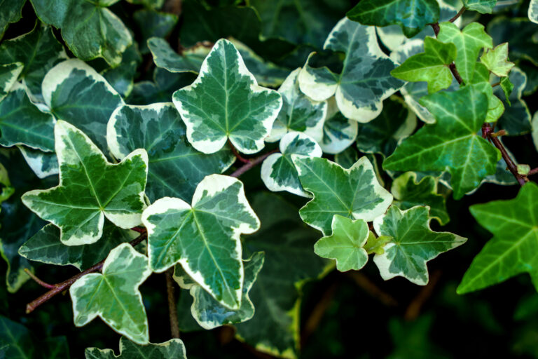 How to Grow Hedera – Ivy 