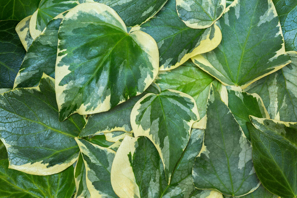 Algerian ivy, Hedera canariensis