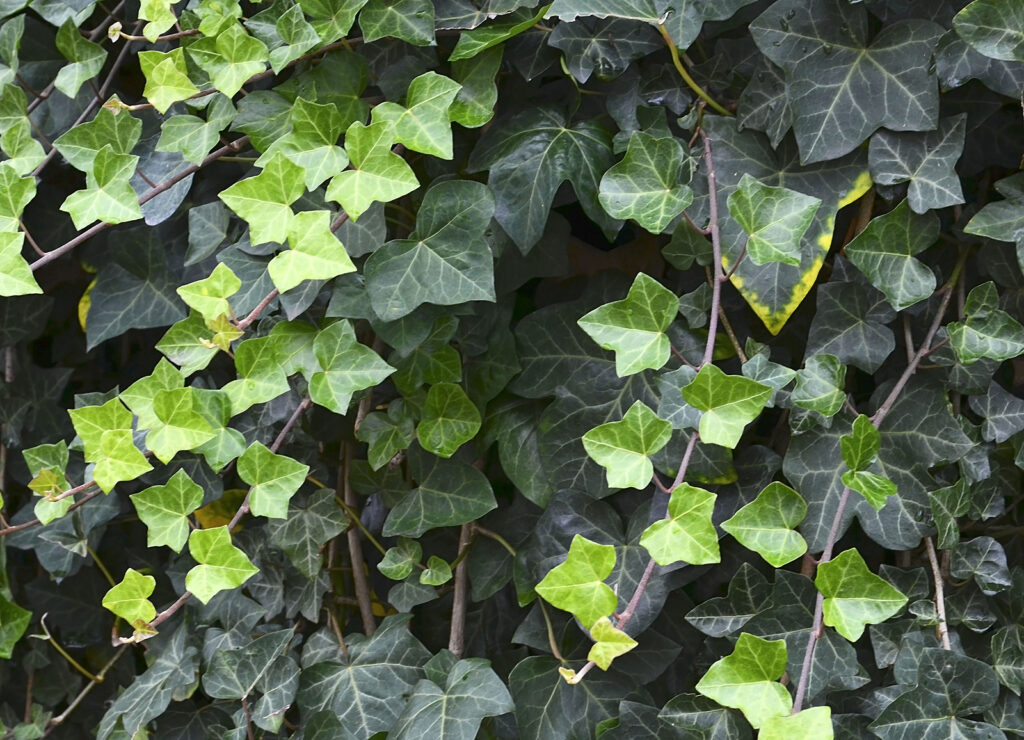 Hedera helix