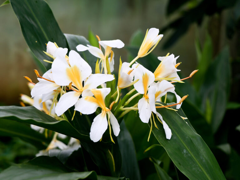 How to Grow Ginger Lily — Hedychium