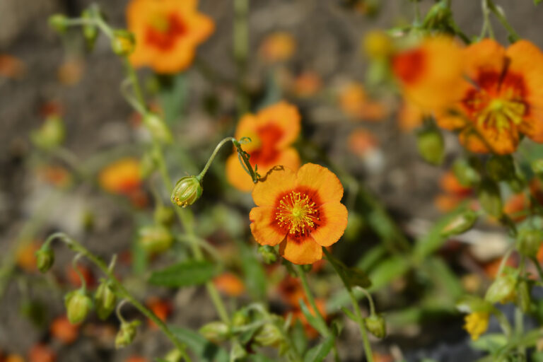 How to Grow Sun Rose – Helianthemum
