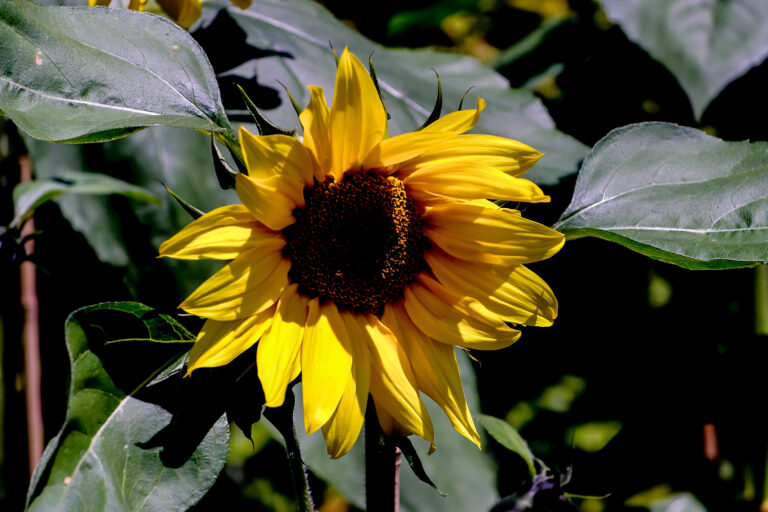 How to Grow Sunflower — Helianthus