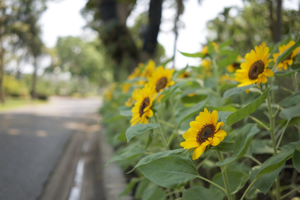 Annual sunflower, Helianthus annuus, along a roadside