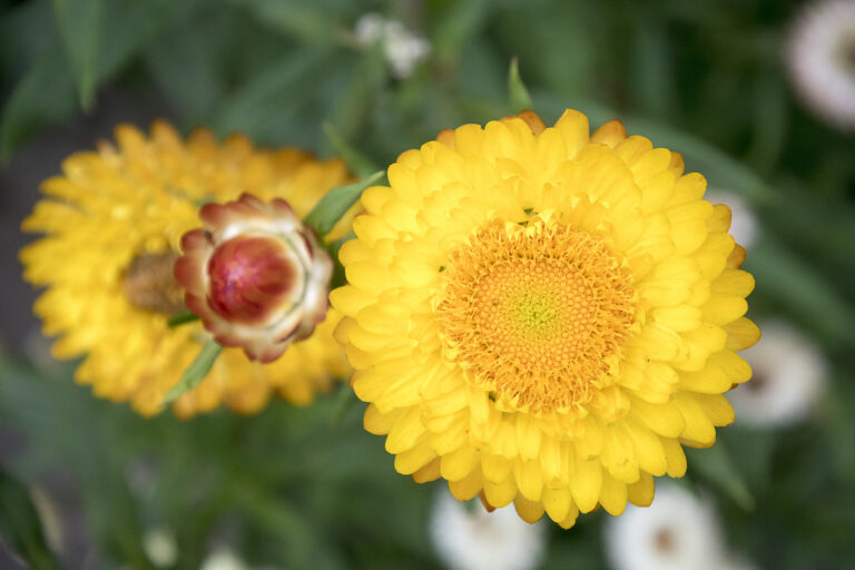 How to Grow Strawflower —  Helichrysum