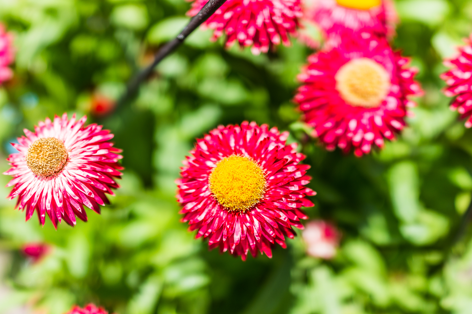 Helichrysum