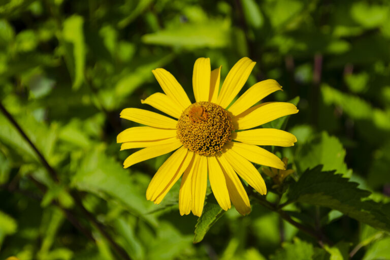 How to Grow False Sunflower — Heliopsis