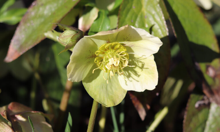 How to Grow Lenten Rose — Helleborus