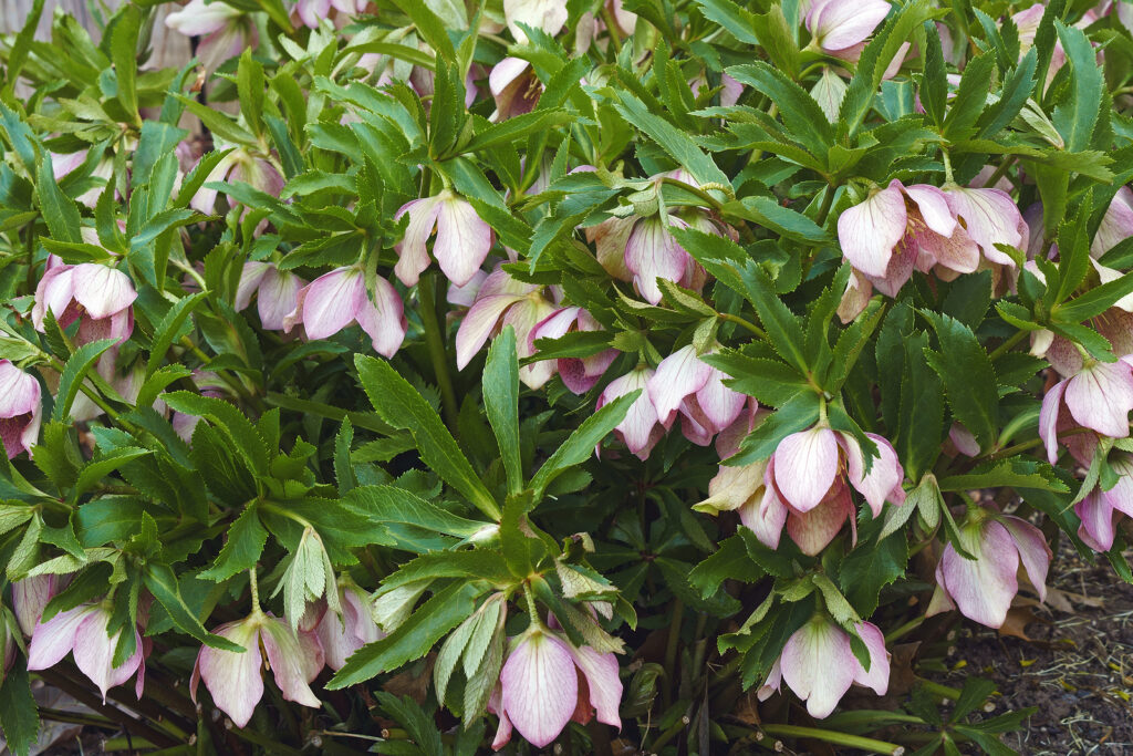 Winter-blooming Lenten rose flowers